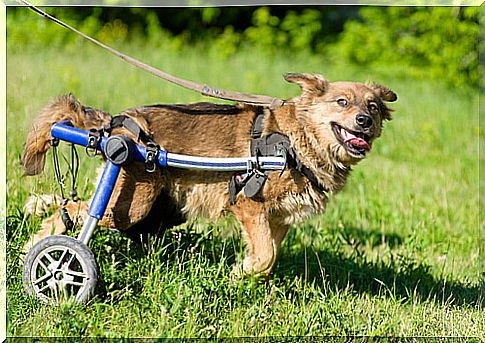 disabled dog