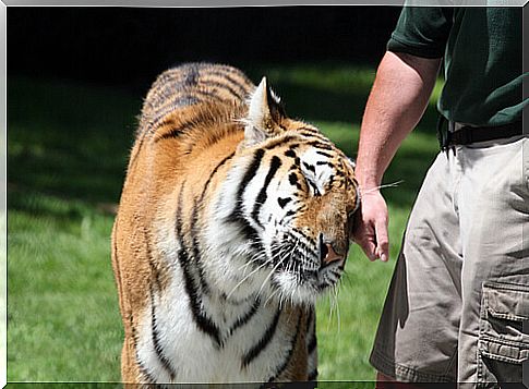 Trainer of a tiger in the zoo