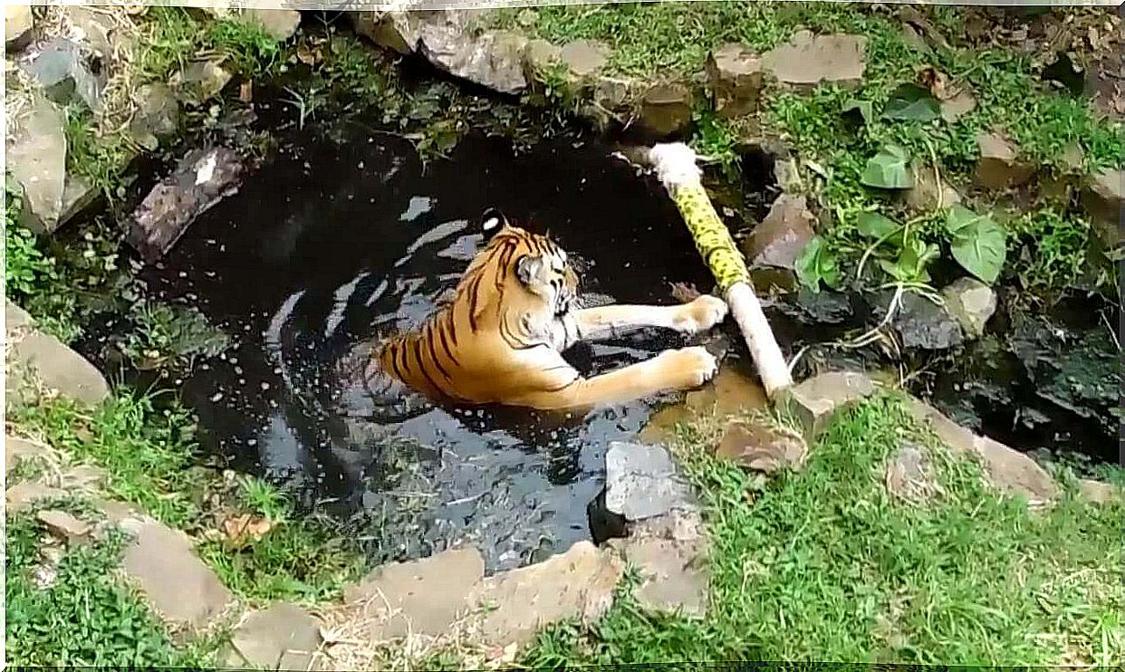 Enriquecimiento ambiental en grandes felinos de tipo físico