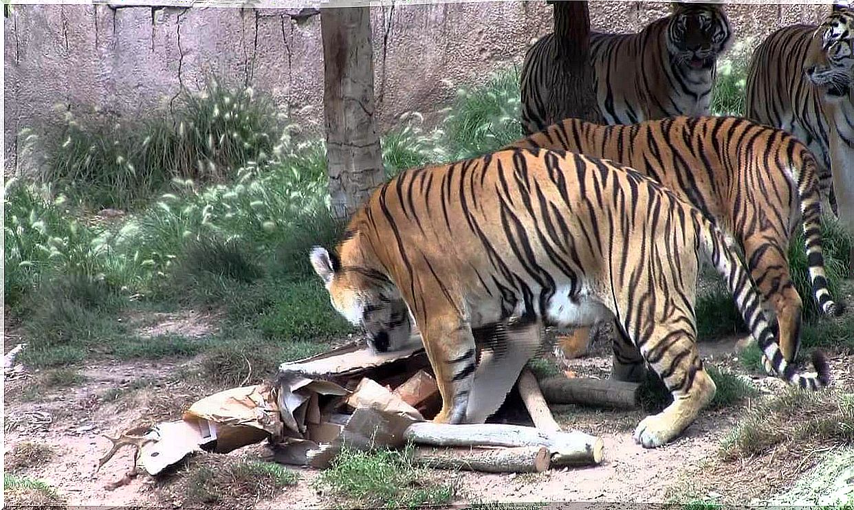 Enriquecimiento ambiental en grandes felinos a través de los sentidos