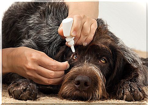 Eye infections in dogs