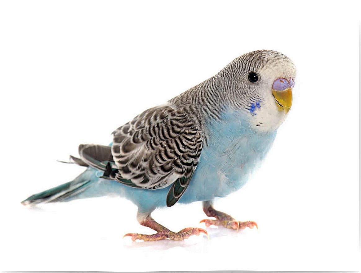 A parakeet on a white background.