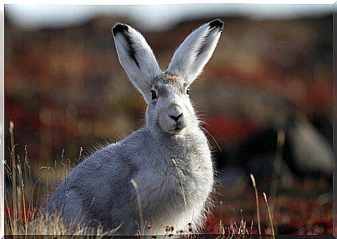 Arctic hare feeding