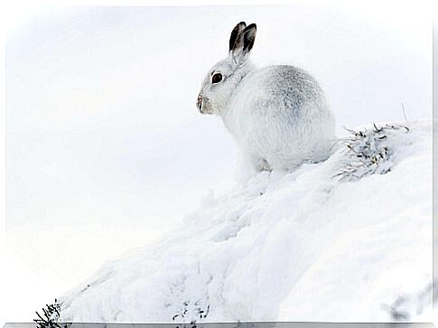 Arctic hare in the snow.