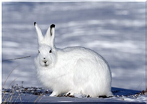 Arctic hare