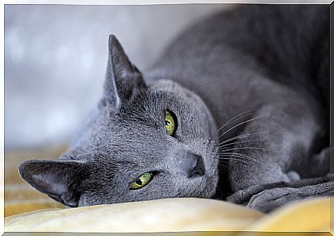 russian blue 3