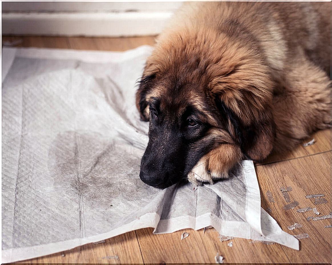 A dog stains the floor with his pee.