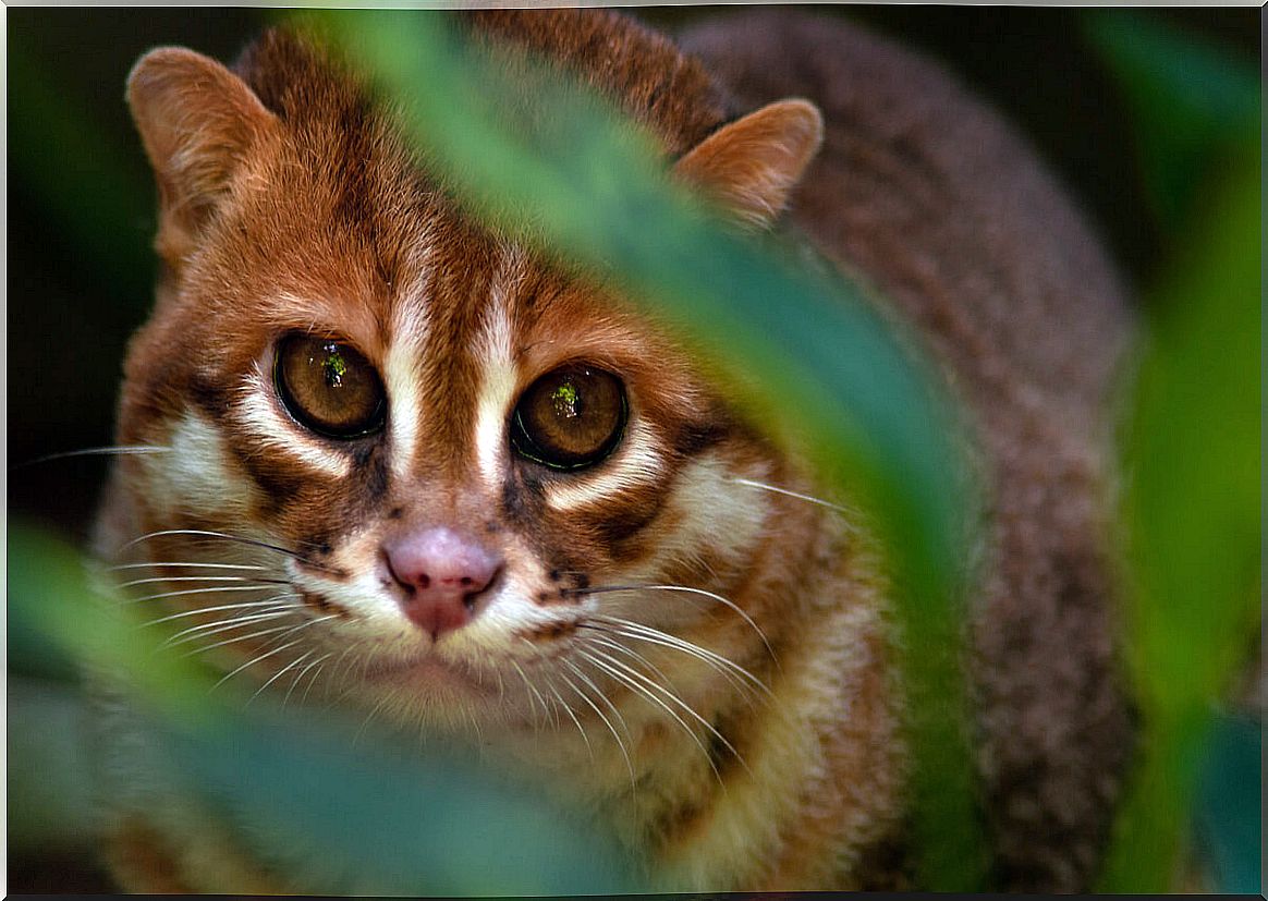 Flat-headed cat: a fascinating wild feline