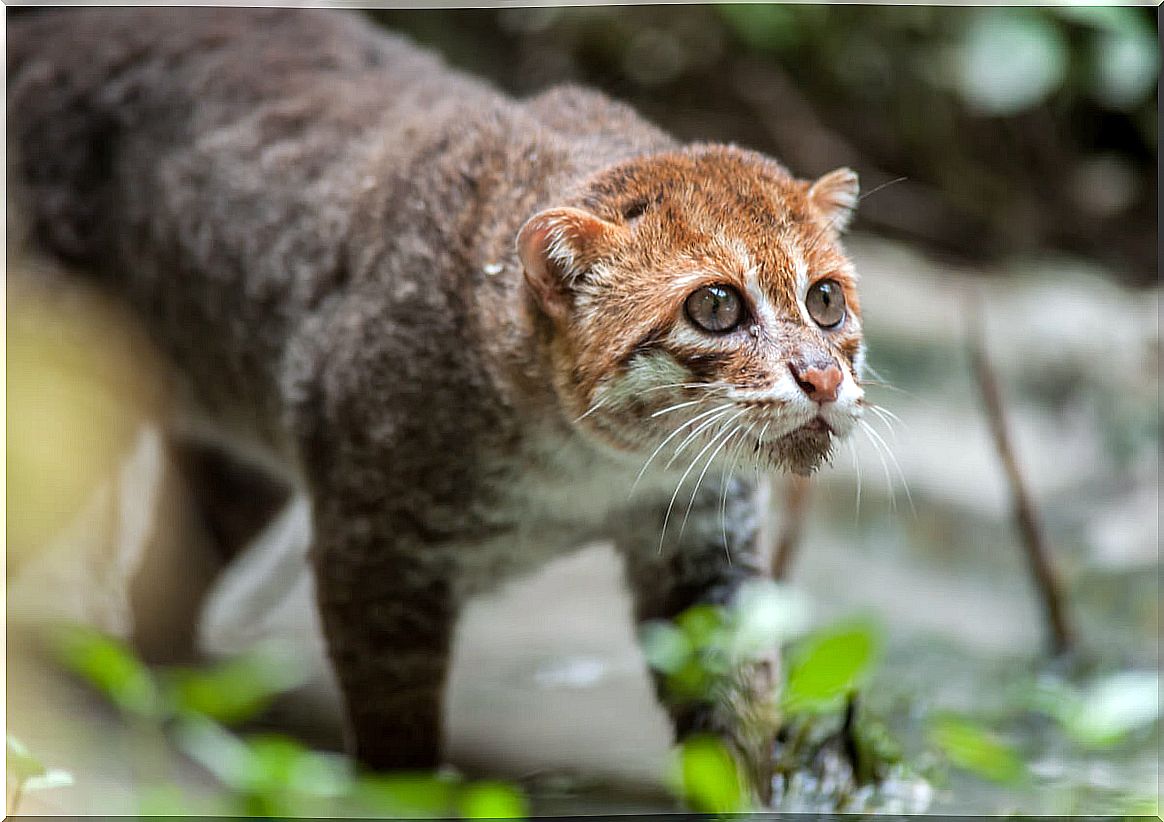 A flat-headed cat.