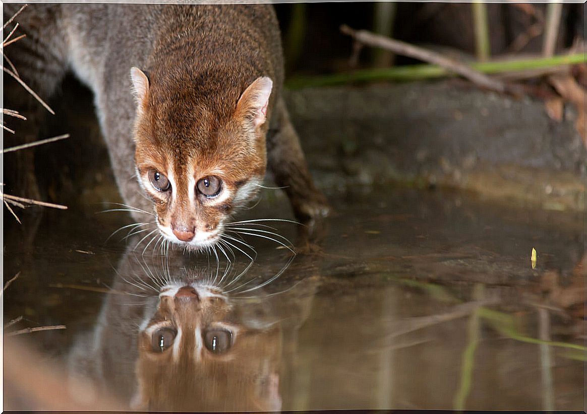 A flat-headed cat that is drinking water.