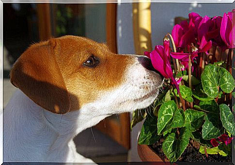 Flower therapy for your dog