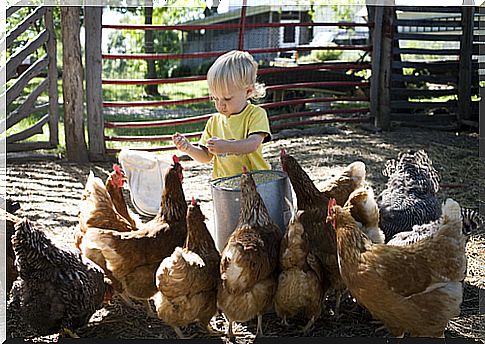 niña y gallinas