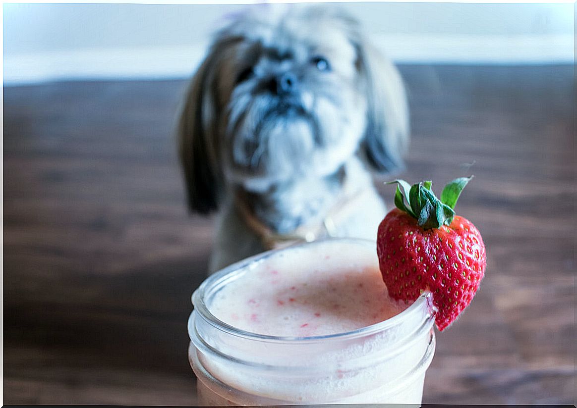 Four foods with probiotics for dogs