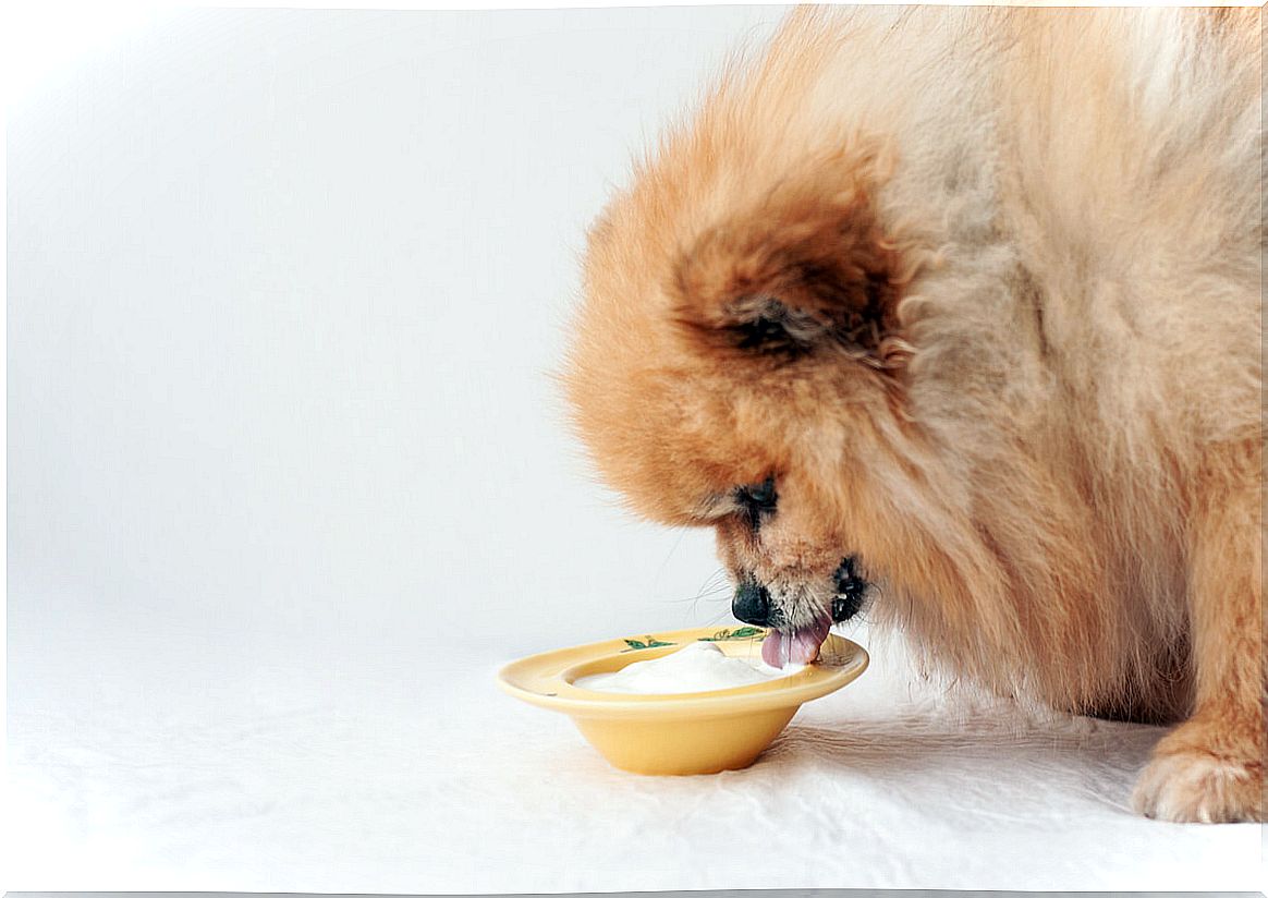 A pomeranian dog that eats yogurt.