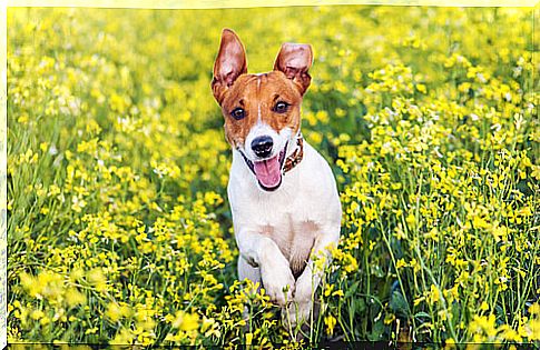 Jack russell terrier in a flower field