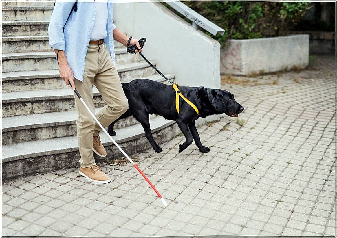 Guide dog training: how to do it?