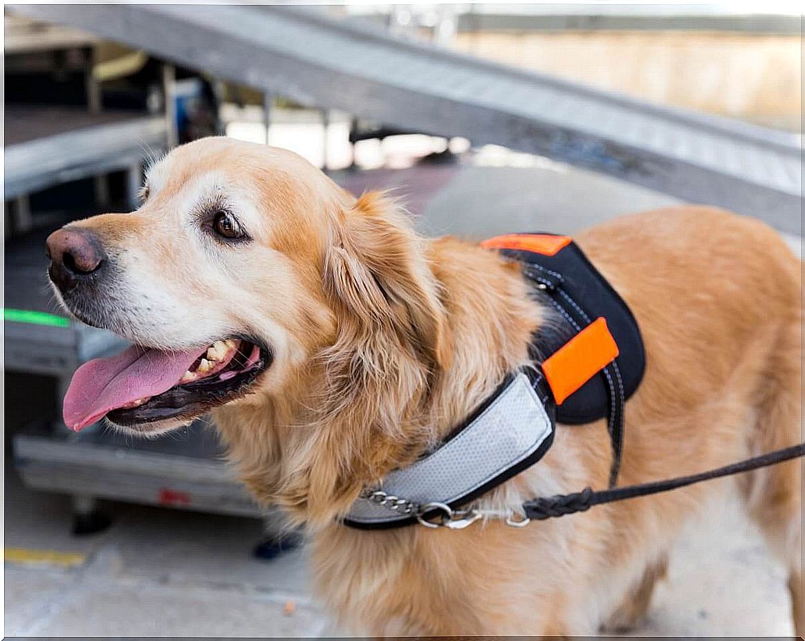 A smiling guide dog.