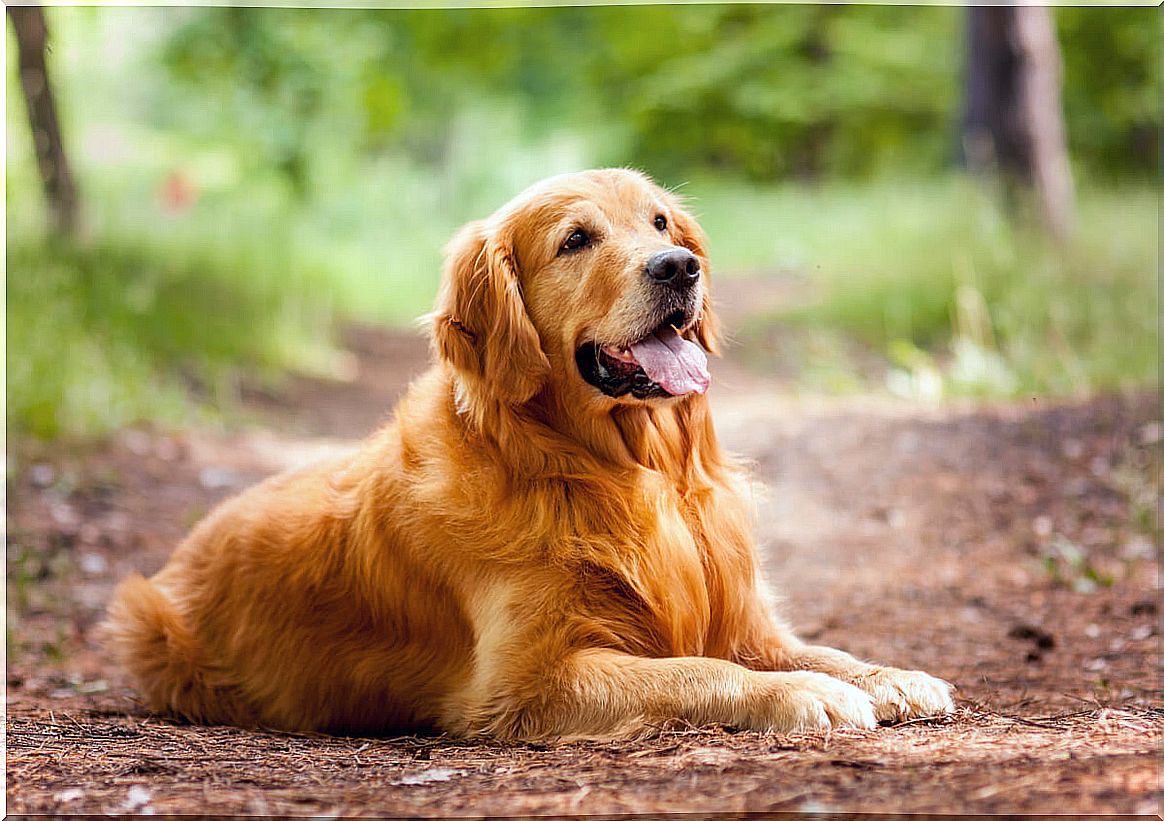 A golden retriever is rescued thanks to a drone.