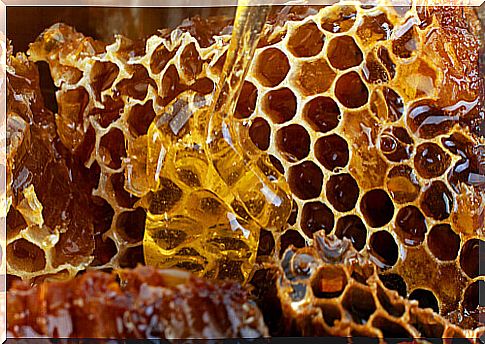 Honey is one of the products of the bee hive for dogs