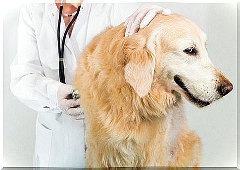 Veterinary listening to a labrador retriever.