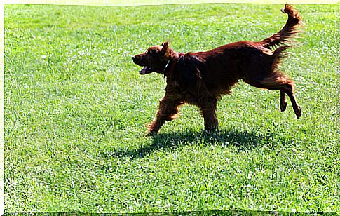 perro corriendo