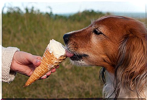 Homemade ice cream for dogs