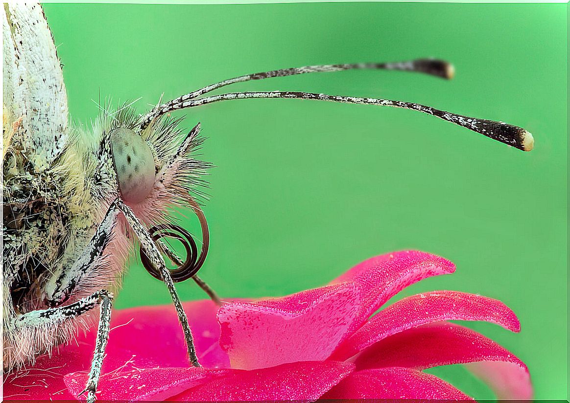 How do butterflies feed?