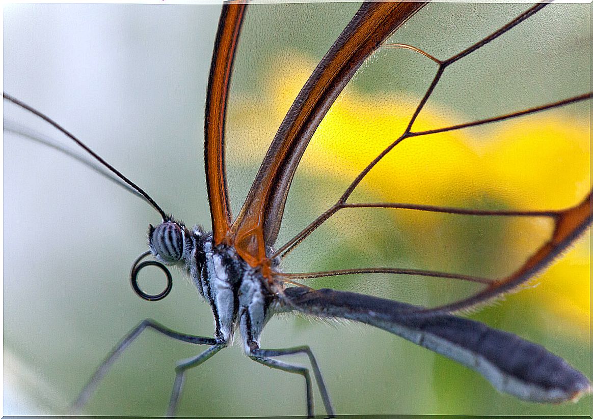 Detail of the wings of a crystal butterfly.