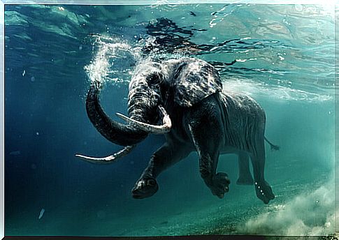 Swimming elephants