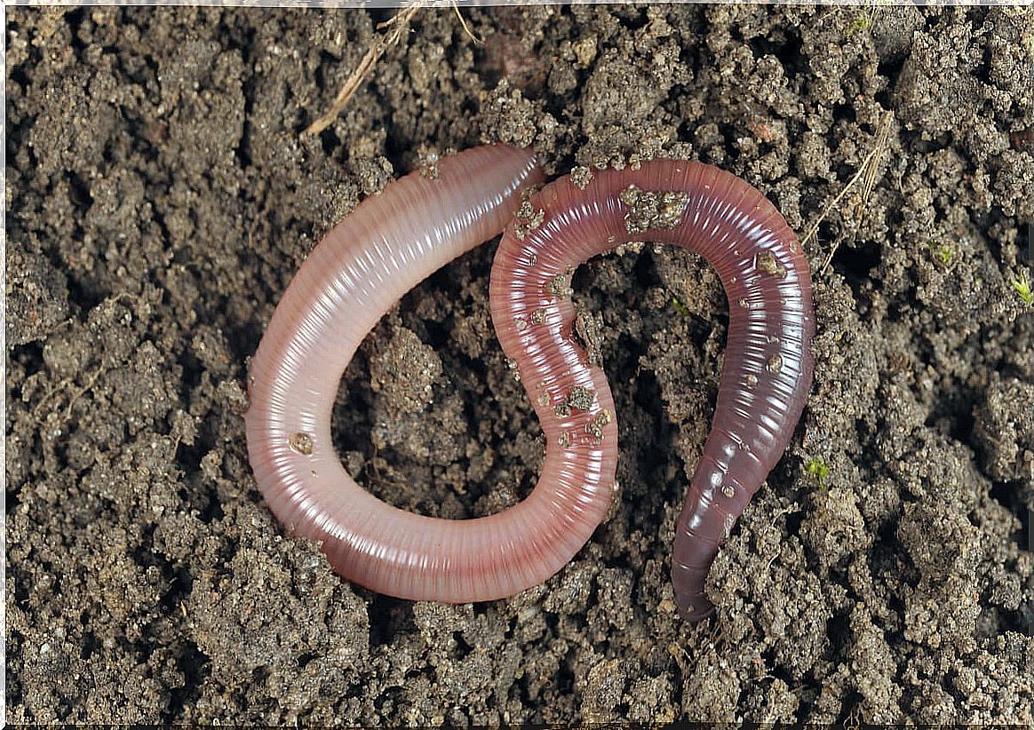 An earthworm.