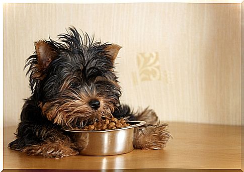 How is it correct to feed small breed dogs