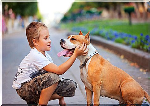 How to avoid conflicts between the dog and your child 