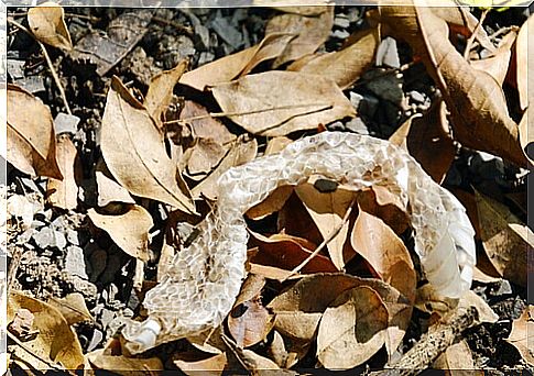 Reptiles: shedding snake skin