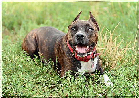 Staffordshire bull terrier dog lying on the grass