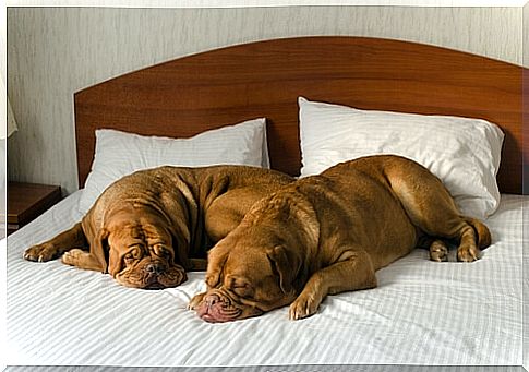 How to choose a good hotel for dogs?