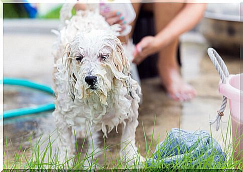 dog bath