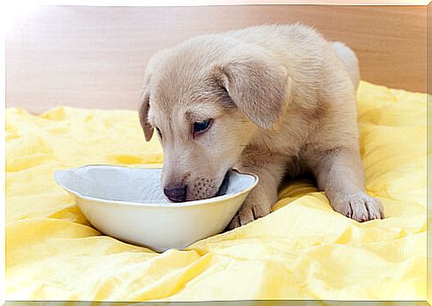 How to feed a small dog?