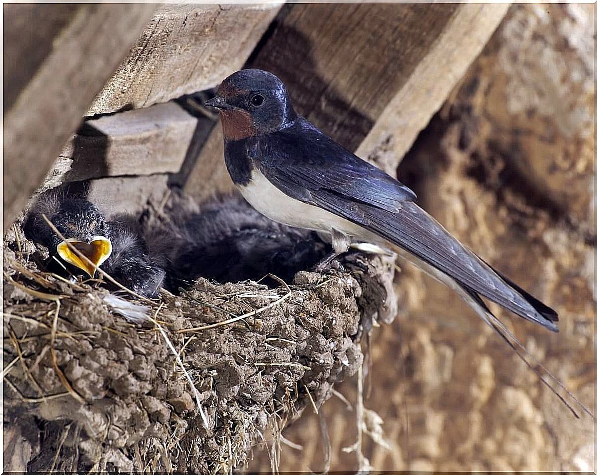 How to feed a swallow?