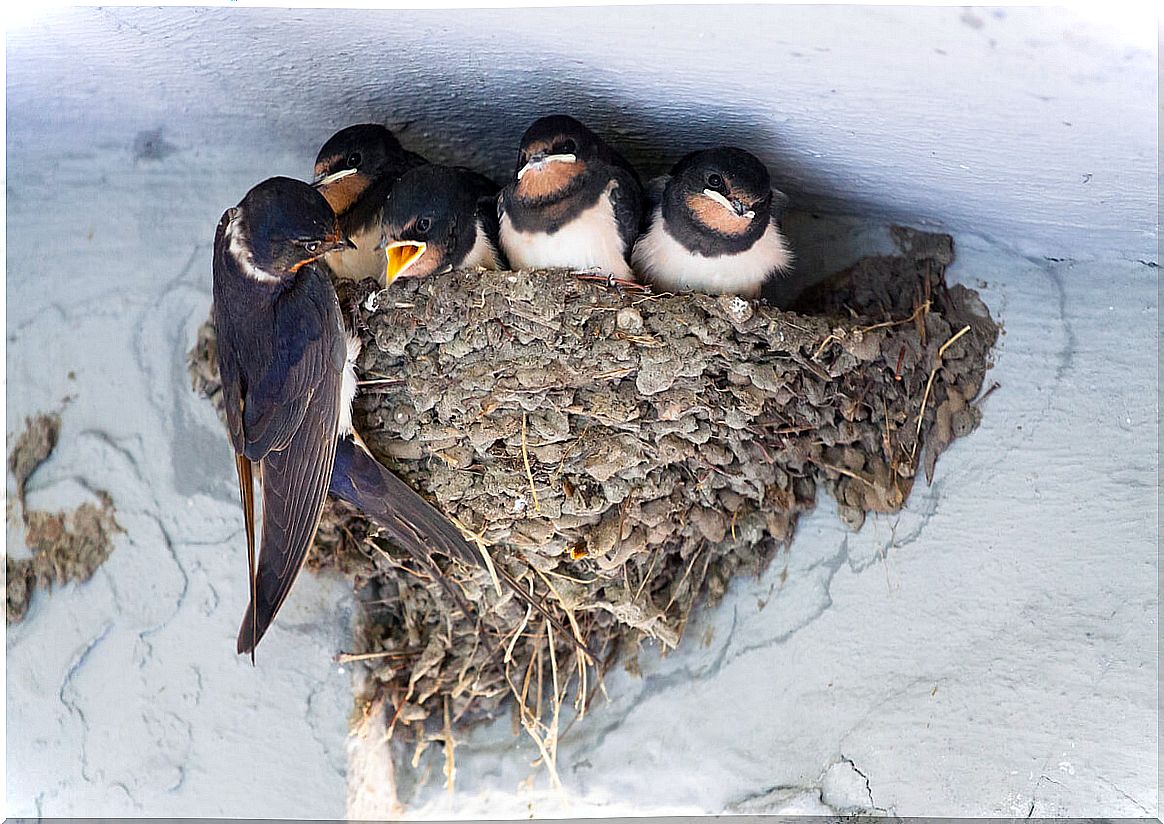 Swallows are animals that migrate.