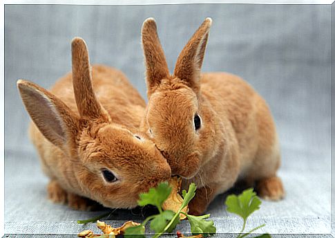 How to feed our rabbits the right way