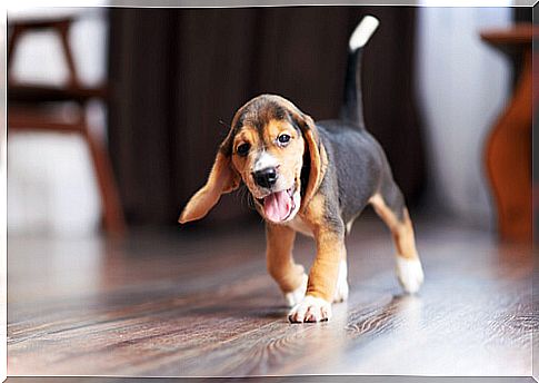 Educate puppy: walk