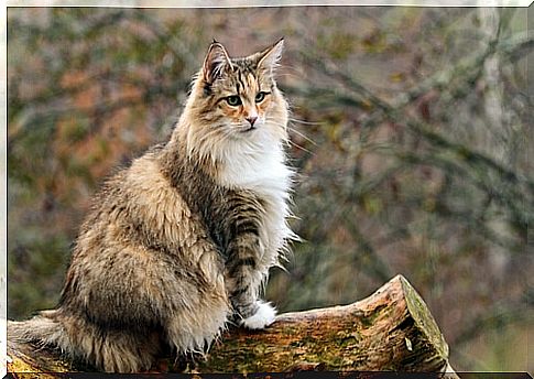 How to live with feral cats?