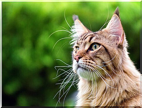 Maine Coon: history