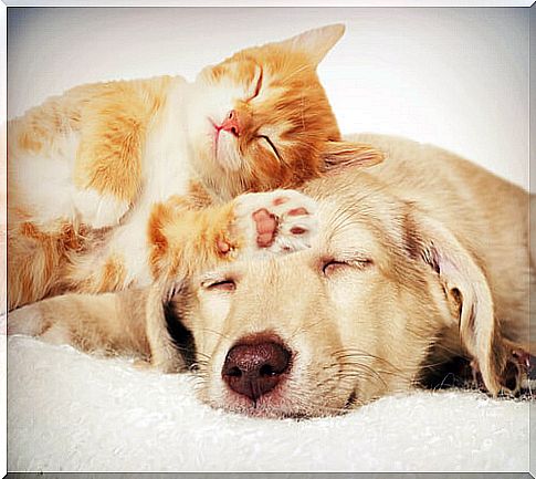 How to make cats and dogs get along better