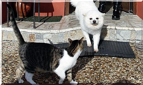 Un perro y dos gatos salvan la vida a una familia