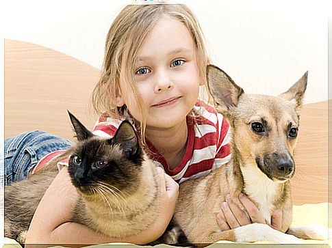 Dog, cat and girl