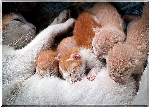 Kittens