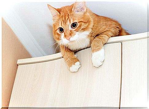 Preventive measures to protect your cat