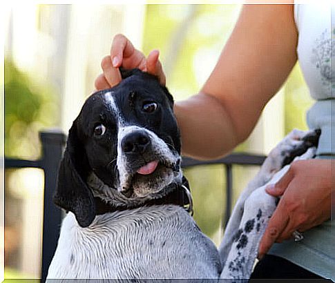 dog afraid of lightning