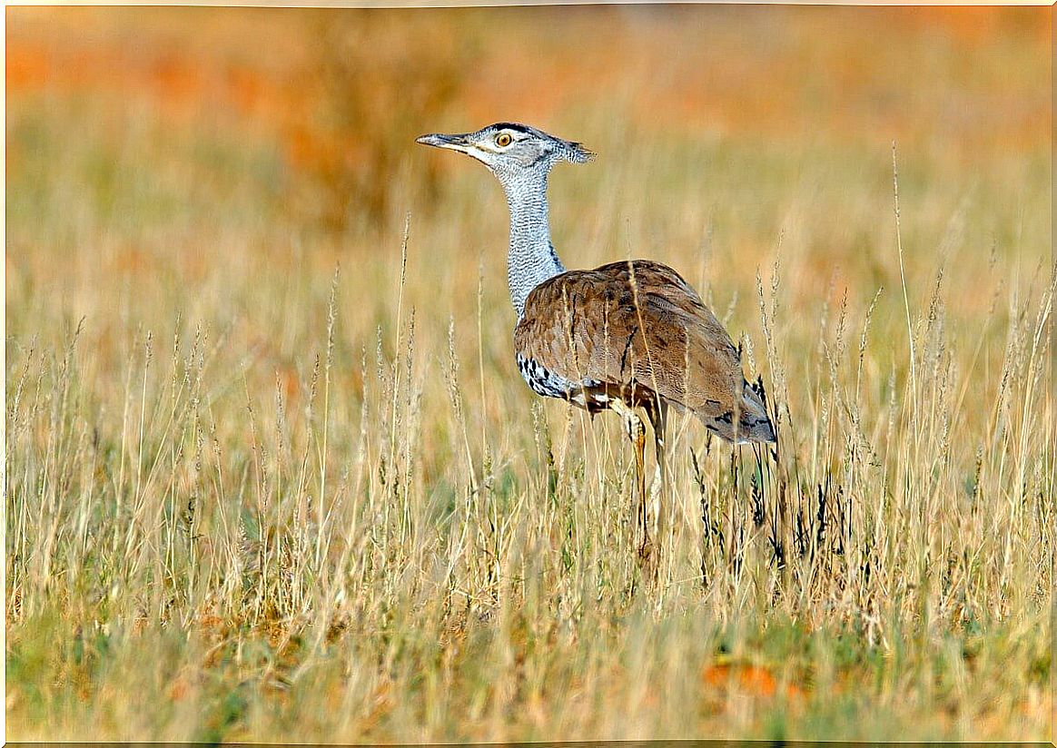 Indian bustard: one of the largest flying birds, in danger of extinction